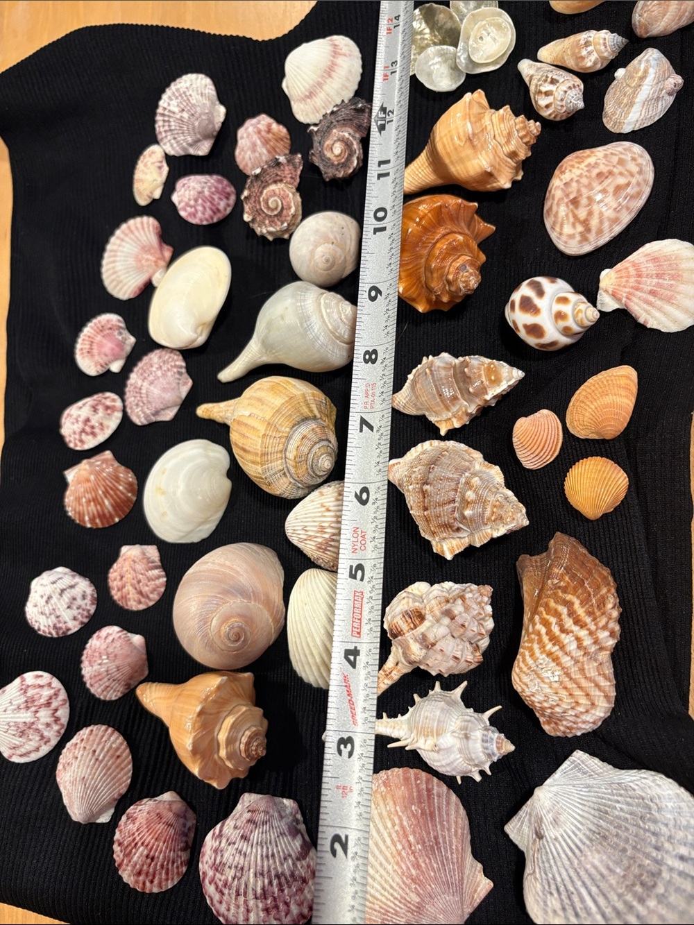 Assorted Natural Seashell Mix - Pink, Cream, Brown Decorative Accent